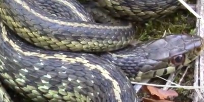 Ann Arbor snake